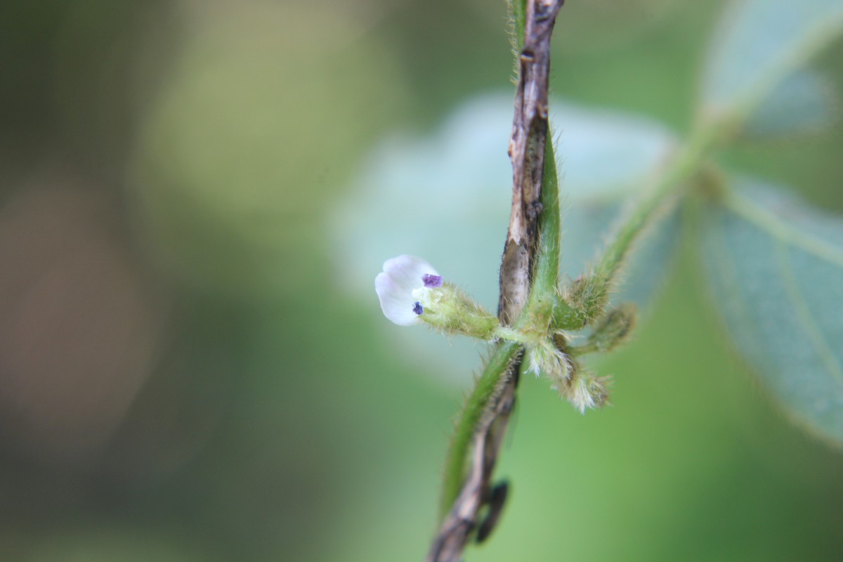 Teramnus mollis Benth.